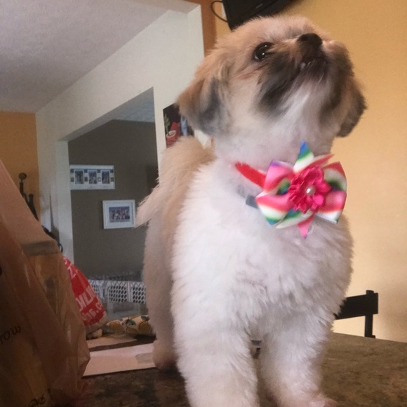 Meet your Posher, Jill - Picture 3 of 4